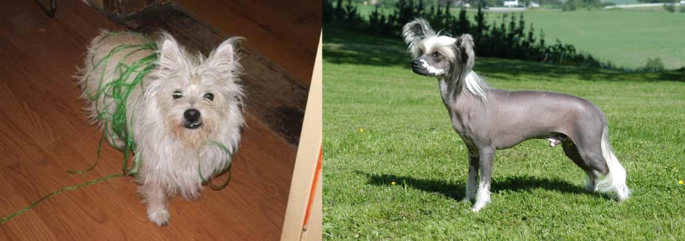 Chinese Crested Dog vs Cairland Terrier - Breed Comparison