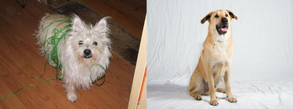 Chinook vs Cairland Terrier - Breed Comparison