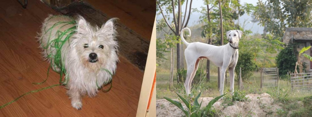 Chippiparai vs Cairland Terrier - Breed Comparison