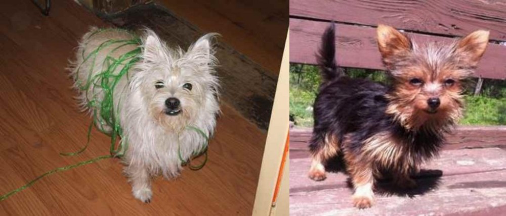 Chorkie vs Cairland Terrier - Breed Comparison