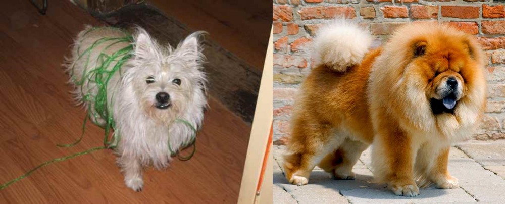 Chow Chow vs Cairland Terrier - Breed Comparison