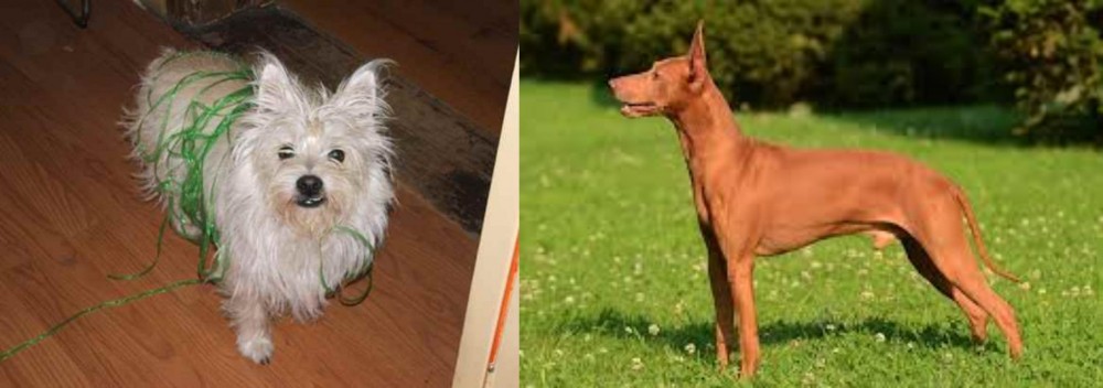 Cirneco dell'Etna vs Cairland Terrier - Breed Comparison