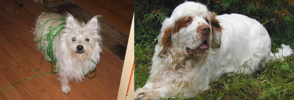 Clumber Spaniel vs Cairland Terrier - Breed Comparison