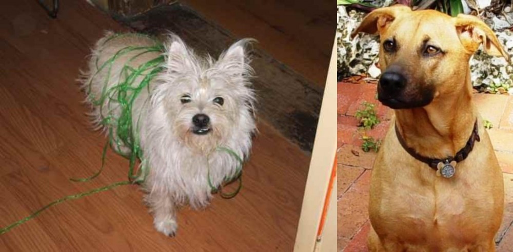 Combai vs Cairland Terrier - Breed Comparison