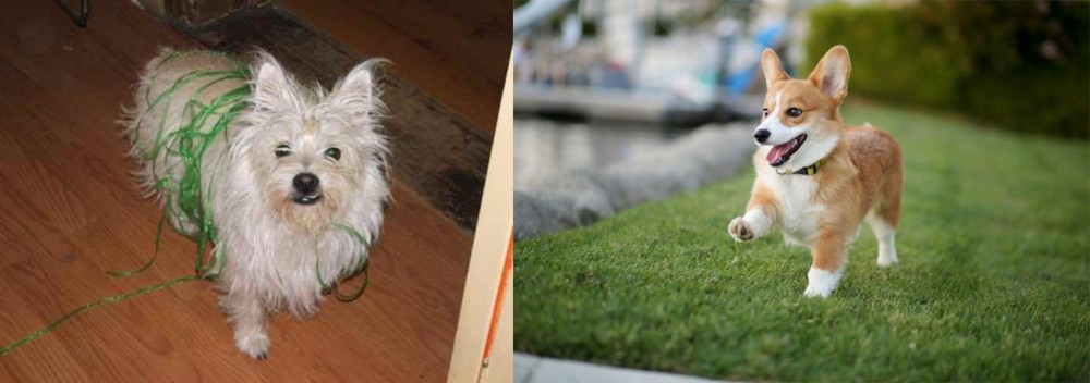 Corgi vs Cairland Terrier - Breed Comparison