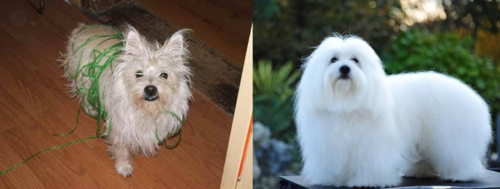 Coton De Tulear vs Cairland Terrier - Breed Comparison