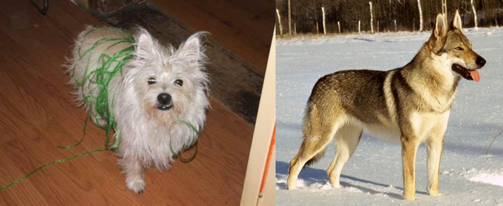 Czechoslovakian Wolfdog vs Cairland Terrier - Breed Comparison
