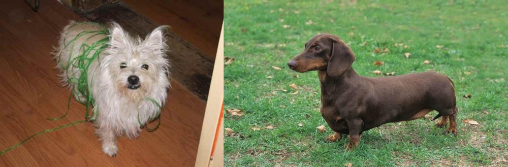 Dachshund vs Cairland Terrier - Breed Comparison