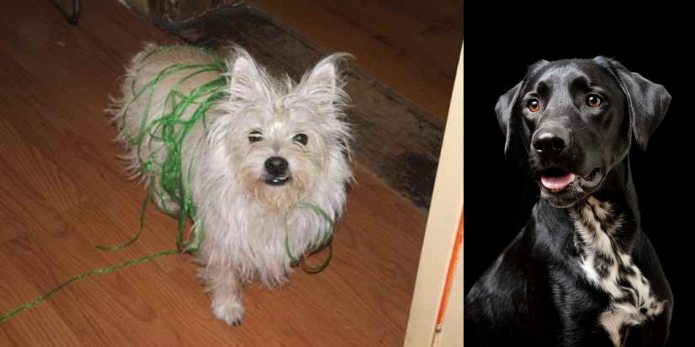 Dalmador vs Cairland Terrier - Breed Comparison