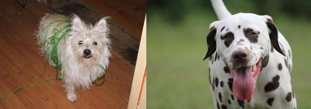 Dalmatian vs Cairland Terrier - Breed Comparison