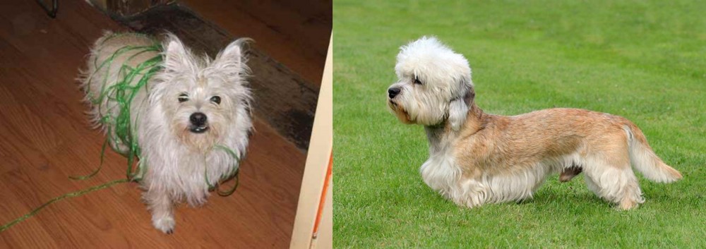 Dandie Dinmont Terrier vs Cairland Terrier - Breed Comparison
