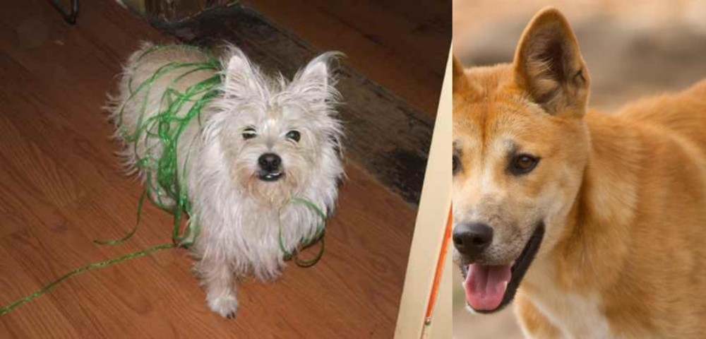 Dingo vs Cairland Terrier - Breed Comparison