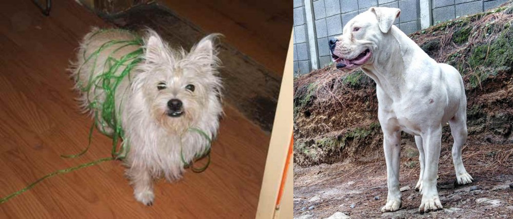 Dogo Guatemalteco vs Cairland Terrier - Breed Comparison