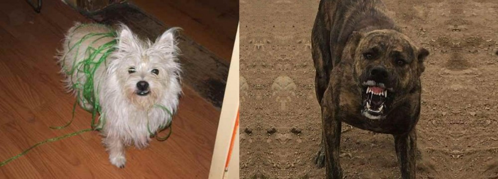 Dogo Sardesco vs Cairland Terrier - Breed Comparison
