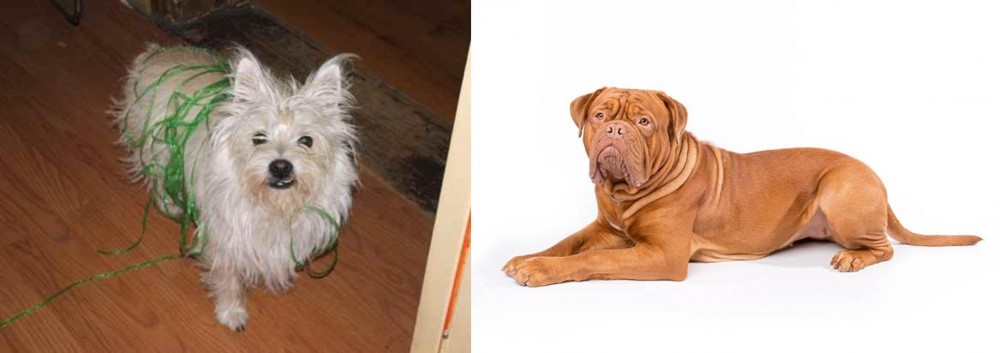 Dogue De Bordeaux vs Cairland Terrier - Breed Comparison