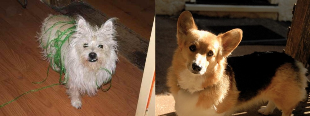 Dorgi vs Cairland Terrier - Breed Comparison