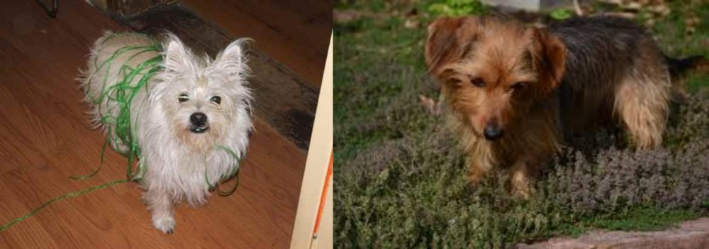 Dorkie vs Cairland Terrier - Breed Comparison