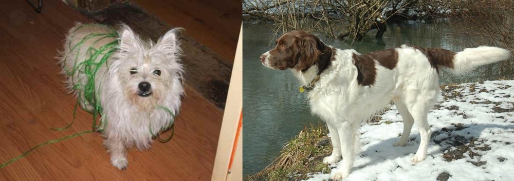 Drentse Patrijshond vs Cairland Terrier - Breed Comparison
