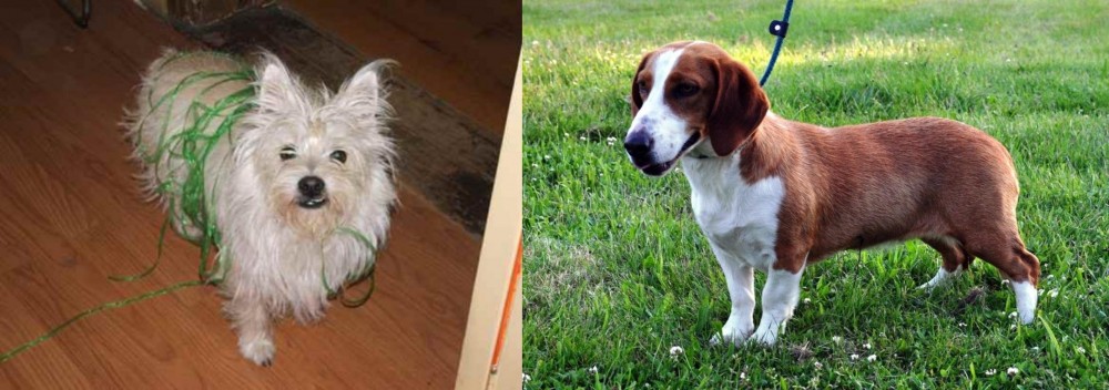 Drever vs Cairland Terrier - Breed Comparison