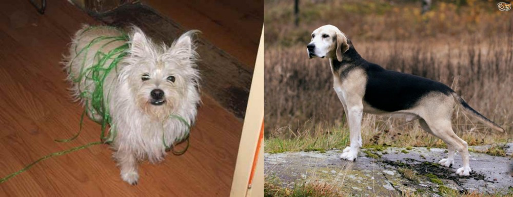 Dunker vs Cairland Terrier - Breed Comparison