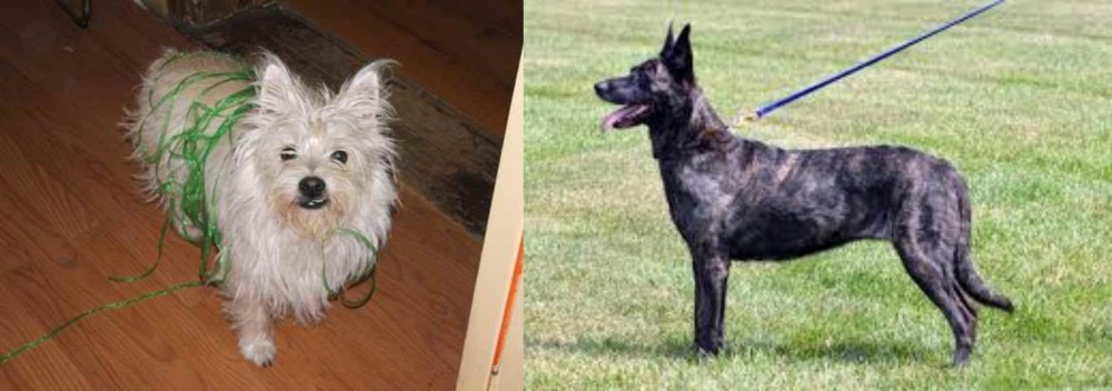 Dutch Shepherd vs Cairland Terrier - Breed Comparison