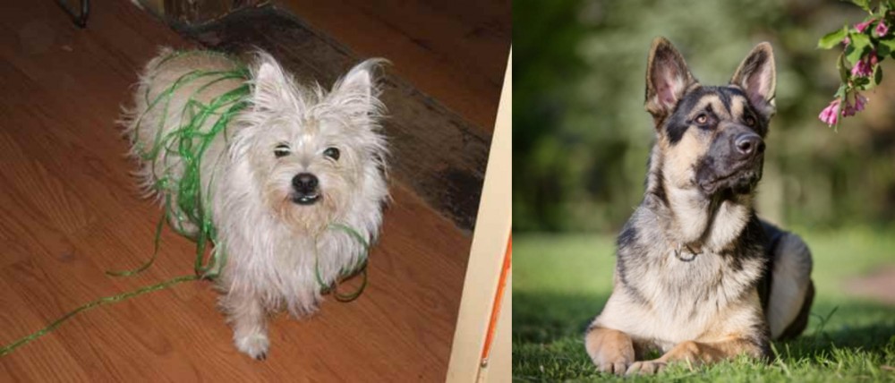 East European Shepherd vs Cairland Terrier - Breed Comparison