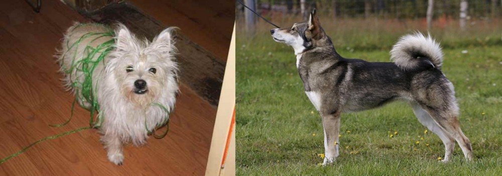 East Siberian Laika vs Cairland Terrier - Breed Comparison