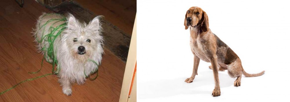 English Coonhound vs Cairland Terrier - Breed Comparison