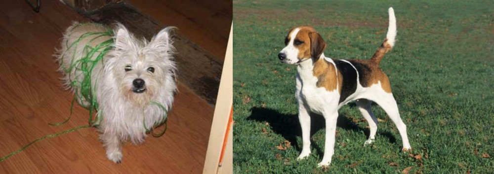 English Foxhound vs Cairland Terrier - Breed Comparison