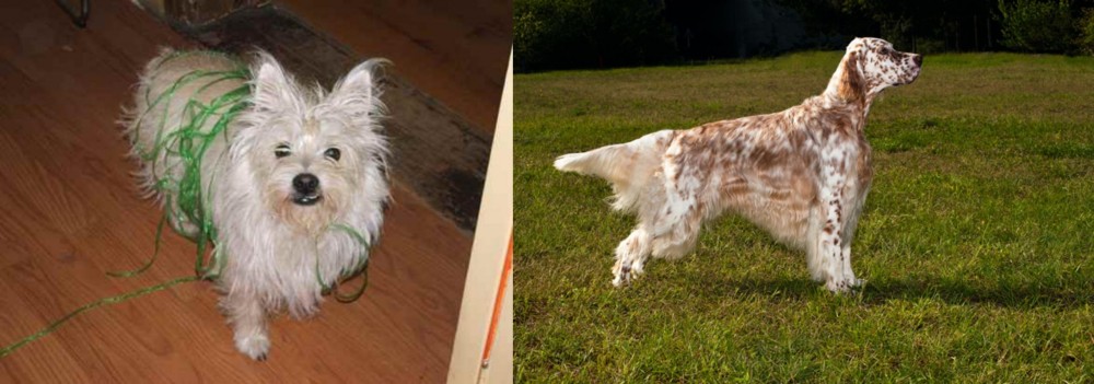 English Setter vs Cairland Terrier - Breed Comparison