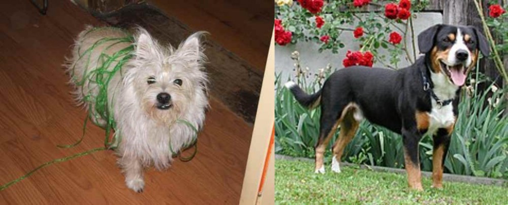 Entlebucher Mountain Dog vs Cairland Terrier - Breed Comparison