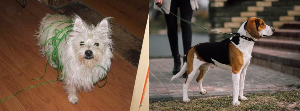 Estonian Hound vs Cairland Terrier - Breed Comparison