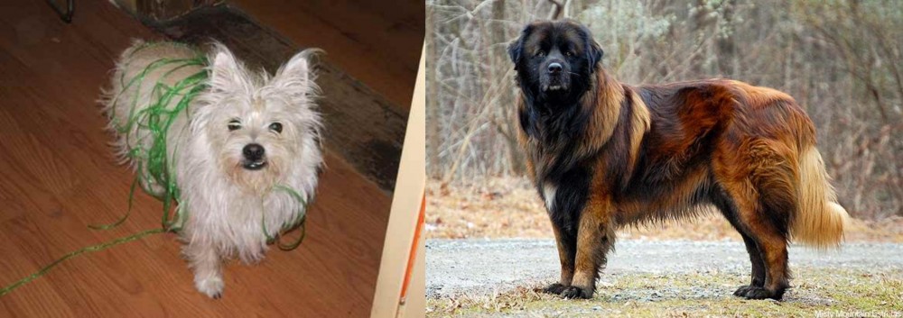 Estrela Mountain Dog vs Cairland Terrier - Breed Comparison