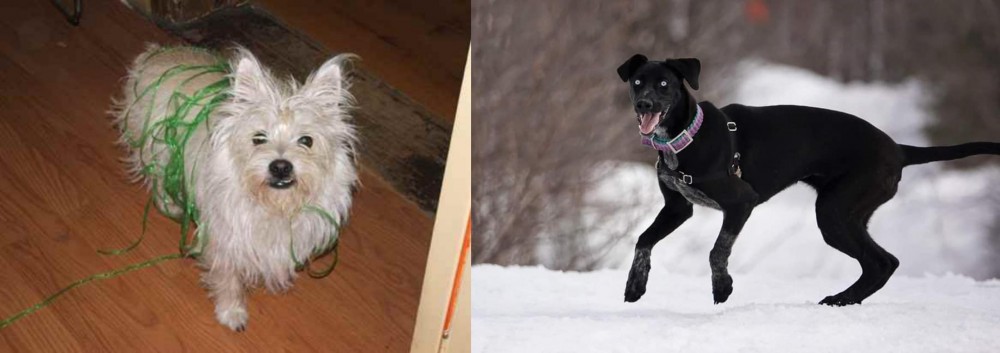 Eurohound vs Cairland Terrier - Breed Comparison