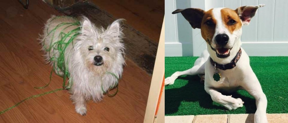 Feist vs Cairland Terrier - Breed Comparison