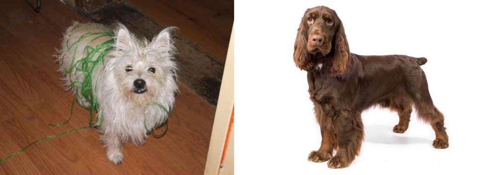 Field Spaniel vs Cairland Terrier - Breed Comparison