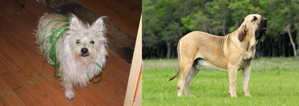 Fila Brasileiro vs Cairland Terrier - Breed Comparison