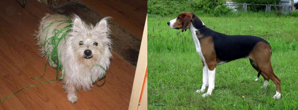 Finnish Hound vs Cairland Terrier - Breed Comparison