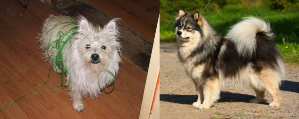 Finnish Lapphund vs Cairland Terrier - Breed Comparison