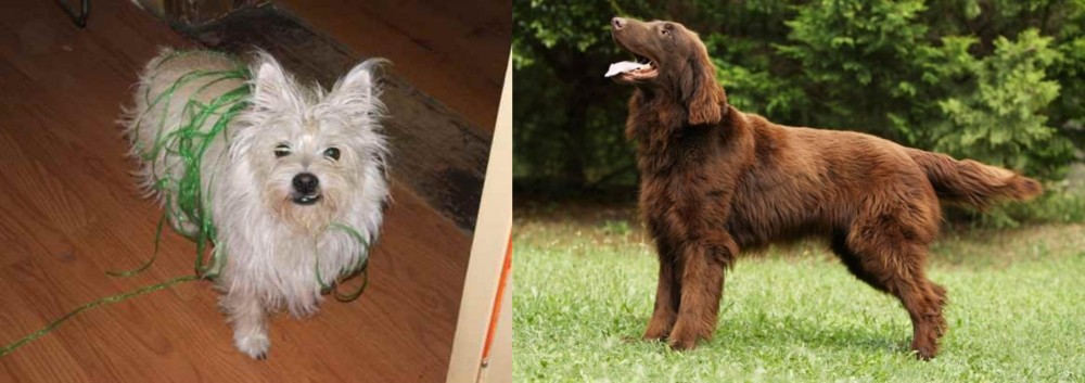 Flat-Coated Retriever vs Cairland Terrier - Breed Comparison