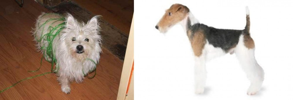 Fox Terrier vs Cairland Terrier - Breed Comparison