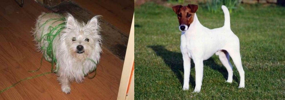 Fox Terrier (Smooth) vs Cairland Terrier - Breed Comparison