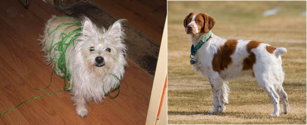 French Brittany vs Cairland Terrier - Breed Comparison