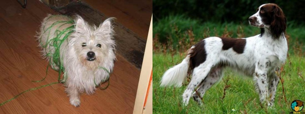 French Spaniel vs Cairland Terrier - Breed Comparison