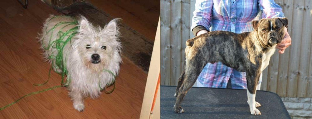 Fruggle vs Cairland Terrier - Breed Comparison