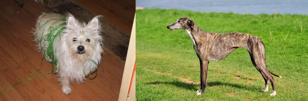 Galgo Espanol vs Cairland Terrier - Breed Comparison