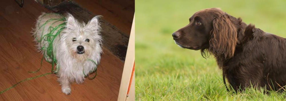 German Longhaired Pointer vs Cairland Terrier - Breed Comparison