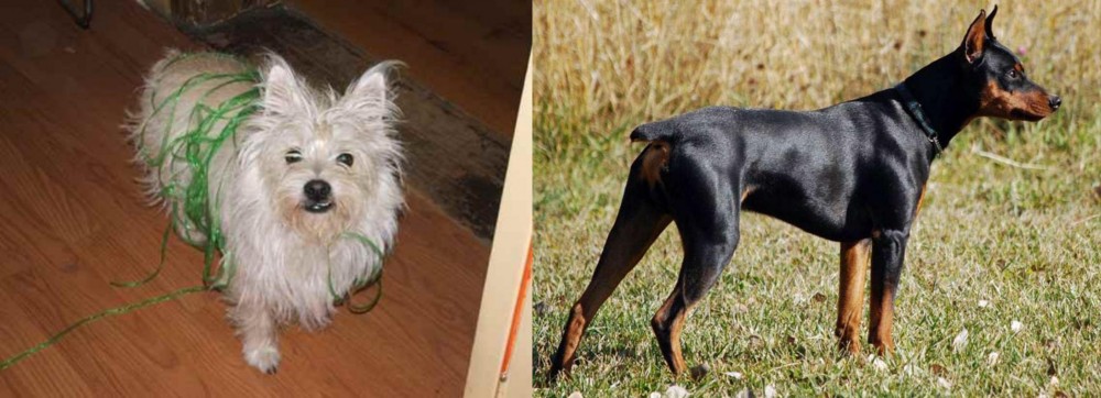 German Pinscher vs Cairland Terrier - Breed Comparison