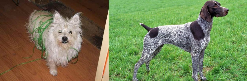 German Shorthaired Pointer vs Cairland Terrier - Breed Comparison