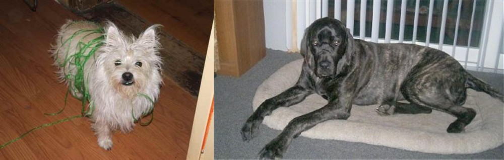Giant Maso Mastiff vs Cairland Terrier - Breed Comparison